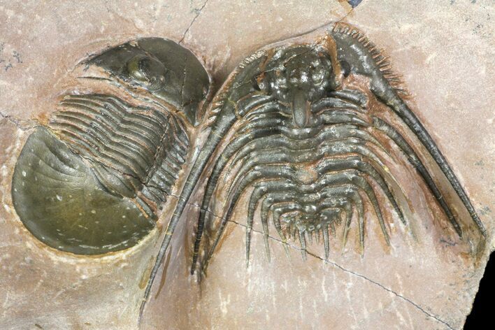Kettneraspis Trilobite With Paralejurus - Lghaft, Morocco #165938